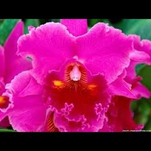 Meet your Posher, Marley